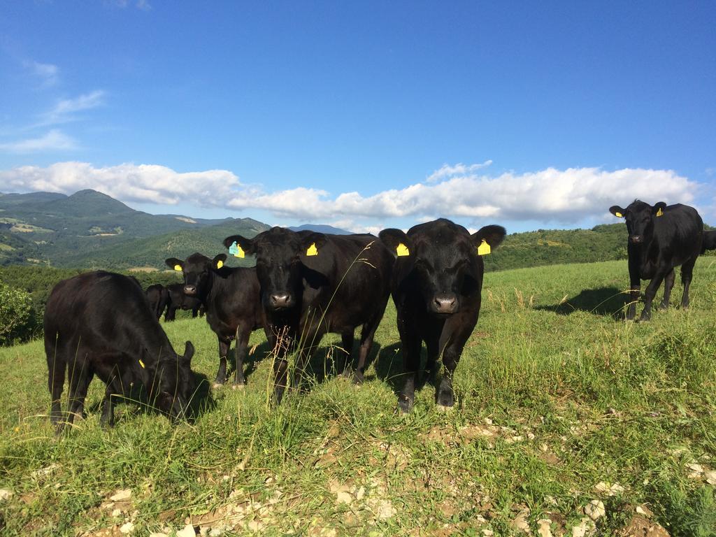 Willa Agriturismo Fontandrone Pieve Santo Stefano Zewnętrze zdjęcie